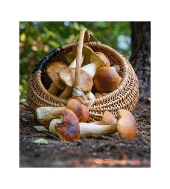 Non solo porcini: i funghi nella cucina italiana